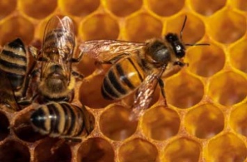 Физики объяснили, почему пчелы строят шестиугольные соты