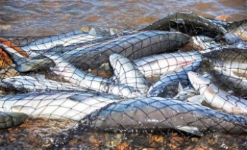 В Запорожской области браконьеры наловили рыбы на сумму более 50 тысяч