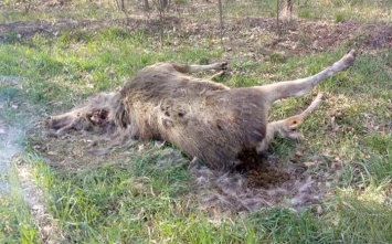 Беременную застрелили в лесу под Харьковом (фото)
