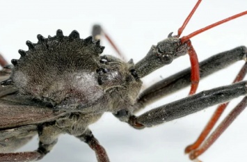 Это самый опасный жук-убийца на нашей планете: в Днепр его можно привезти с отдыха