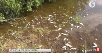 В Луганской области зафиксирован массовый мор рыбы