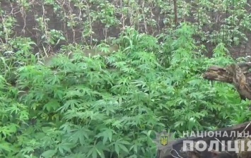 Под Киевом полиция нашла крупную плантацию конопли