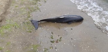 На одесском пляже нашли убитого дельфина: как он там оказался - неизвестно, - ФОТО