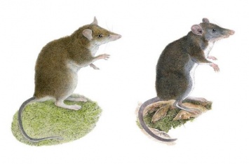 Ученые открыли два новых вида землеройковых крыс