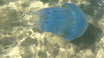 Такого еще не было: в Бердянске появились черные медузы и рапаны