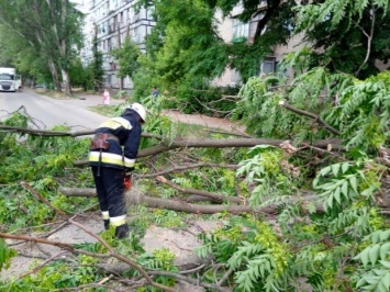 На Днепропетровщине из-за непогоды произошел «деревопад»