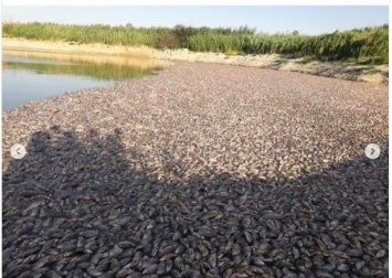 Река в Запорожской области наполнилась мертвой рыбой