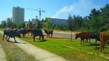 Курьезы: Город в Запорожской области заполонили коровы (ФОТО)