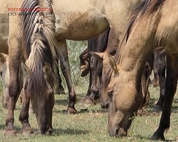 В Одесской области замечены табуны диких лошадей