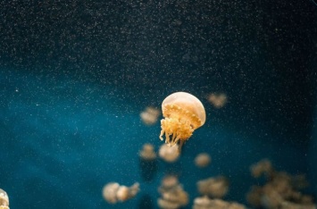 Что обязательно надо сделать, если ужалила медуза