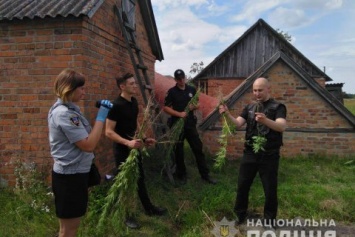 В Киевской области изъяли более 200 кустов наркозелья