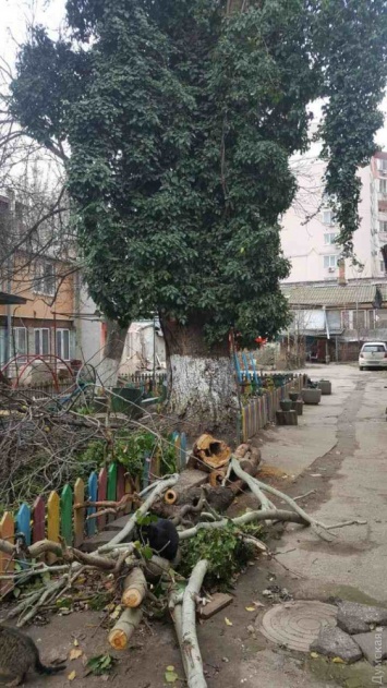 В центре Одессы рухнувшее дерево чуть не погубило детей - местные жители винят коммунальщиков