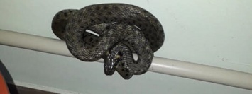 В больнице Кривого Рога спасатели поймали змею