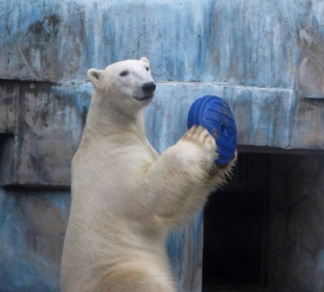 В Николаевском зоопарке просят принести игрушки для животных