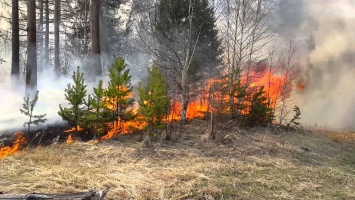 Дети спасли лес от большого пожара в Песчанке