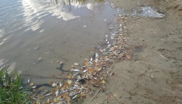 В реке под Житомиром выявили массовую гибель рыбы