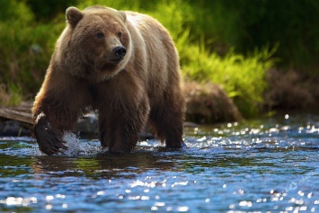 В Одессу едет бурый медведь из Винницы