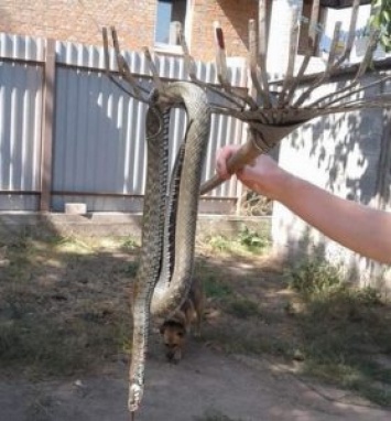 Под Днепром огромная змея заползла во двор дома