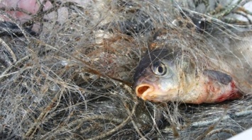 Бой браконьерам на Черниговщине: за неделю зафиксировано более 40 нарушений рыболовства