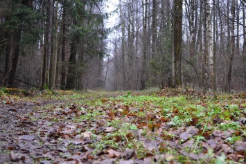 В лесу нашли тело пропавшей пенсионерки: подробности