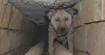 Нужна помощь: на Слобожанском под землю замуровали собак (видео)