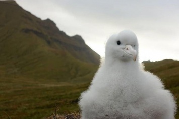 На британском острове истребят гигантских мышей, чтобы спасти вымирающих альбатросов