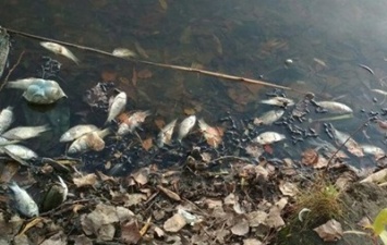 В Житомирской по неизвестным причинам вымирает рыба