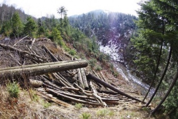 Рада запретила сплошную вырубку пихтово-буковых лесов в Карпатах