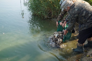 В реку Сухой Омельник выпустили 600 кг амура и зеркального карпа (фото)