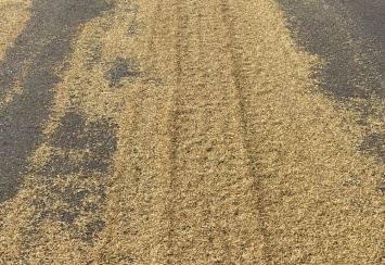 Зерно рассыпали на дороге в Харьковской области (фото)