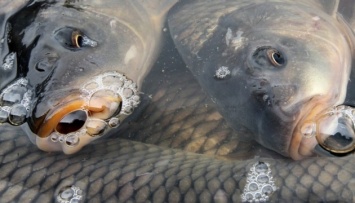 Убытки от гибели рыбы в реке Уж оценили более чем в 7 миллионов
