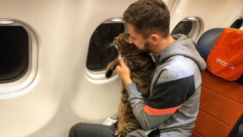 В России толстый кот обманом проник на рейс - в "Аэрофлоте" применили санкции