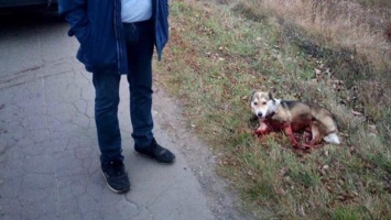 Украинский чиновник устроил жестокую расправу над животным