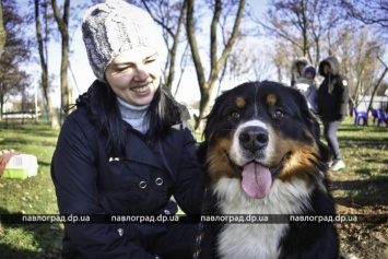 В Павлограде соревновались собаки разных пород (ФОТО)