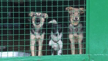 После протестов зоозащитников в Днипро вернули собак, которых вывезли в Харьков