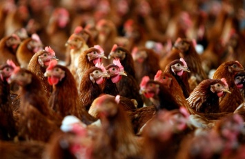 В Украине будут проверять производителей курятины и яиц на антибиотики