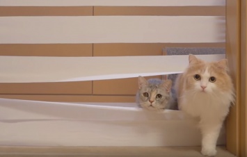 Xiaomi представила очень необычную игрушку для кошек: видео