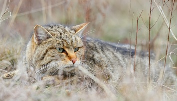 Редкого лесного кота обнаружили в заповеднике на Тернопольщине