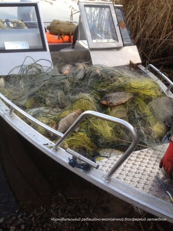 В Чернобыльском заповеднике нашли полные рыбы браконьерские сети. Фото