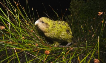 В Новой Зеландии из-за хищников, которых завезли люди, может исчезнуть редкий вид попугаев