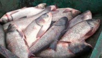 Браконьер наловил в канале рыбы на 50 тысяч гривен