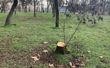В херсонском парке зафиксировали свежую вырубку деревьев