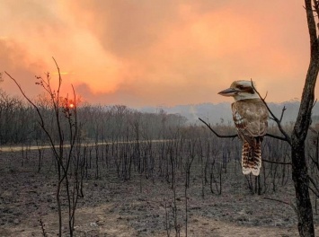 Жительница Австралии о бушующих пожарах: Мы боготворим пожарных и молимся о дожде
