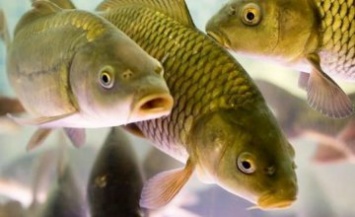 Из-за аномально теплой зимы рыбное хозяйство Днепропетровщины может понести сотни тонн убытков