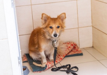 В Днепре волонтеры ищут дом собаке-лисичке (Фото)