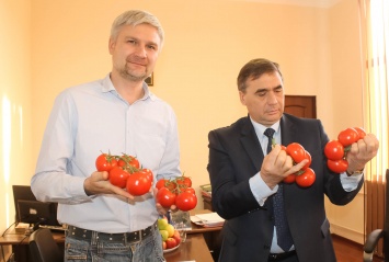 Тепличный комбинат «Белогорский» собрал первые 22 тонны томатов