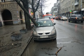 В Харькове сломавшееся от ветра дерево пробило насквозь легковушку: фото