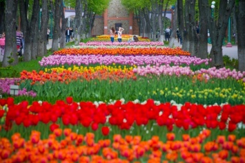 Поля цветов, озера, кемпинги, аттракционы - под Киевом создают уникальный дендропарк
