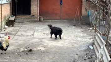 Под Коропивницким нашли собаку, которую советовал продать "слуга народа" Брагарь. ФОТО