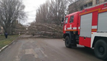 Ветер повалил как минимум 60 деревьев в Херсоне